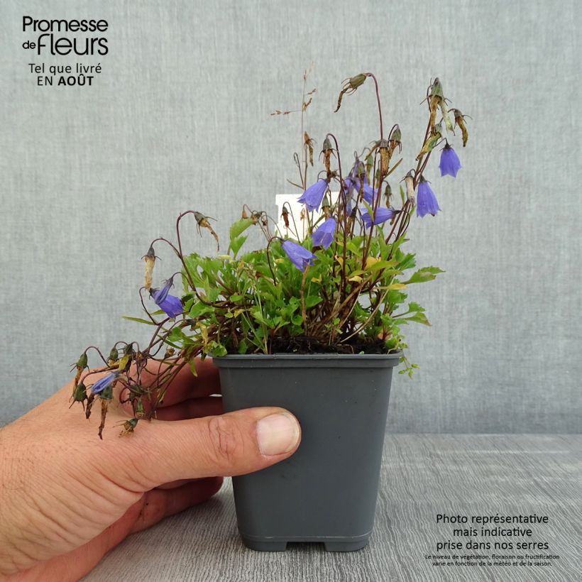 Campanula cochleariifolia Bavaria Blue 8/9 cm pot sample as delivered in summer
