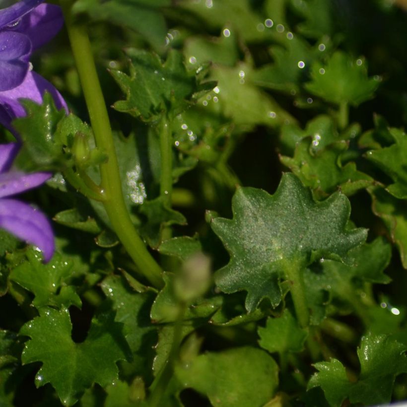 Campanula portenschlagiana (Foliage)