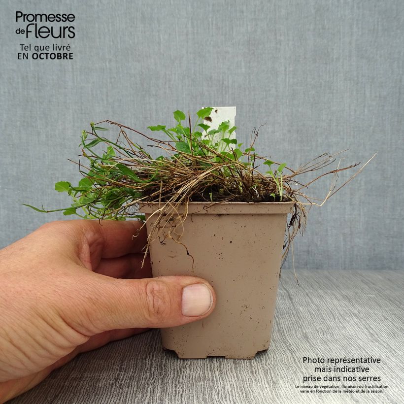 Campanula cochlearifolia Elizabeth Oliver 8/9 cm pot sample as delivered in autumn