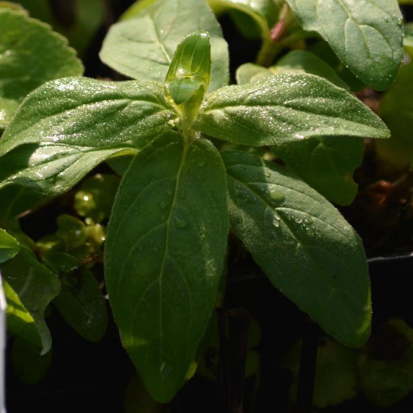 Campanula glomerata Alba (Foliage)