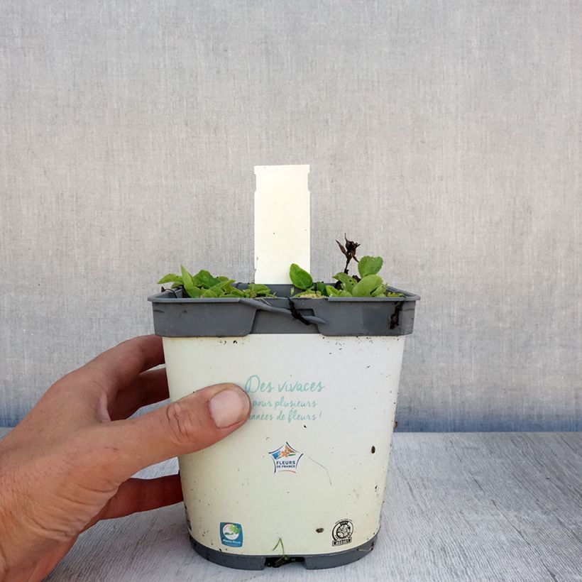 Campanula glomerata Alba 2L/3L pot sample as delivered in summer