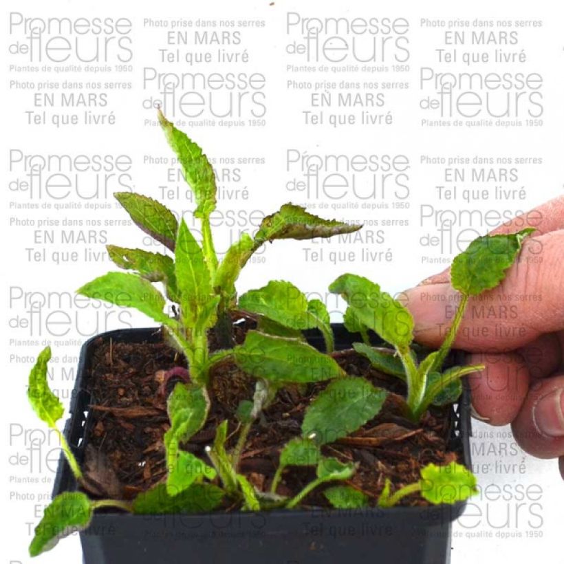 Example of Campanula Pantaloons 1L/1.5L pot specimen as delivered