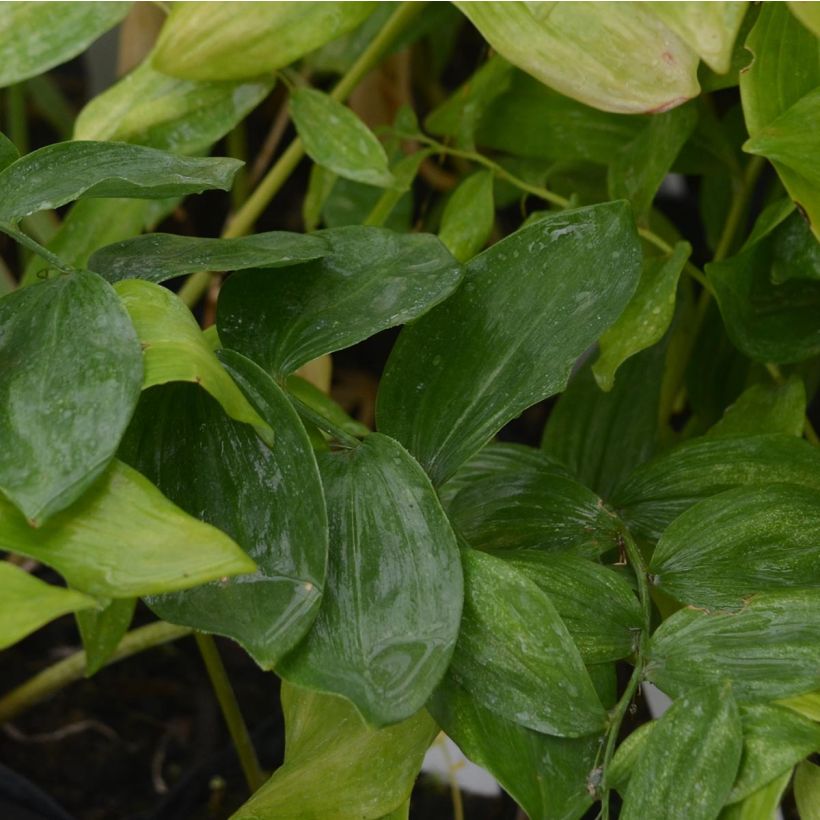 Campanula lactiflora Loddon Anna (Foliage)