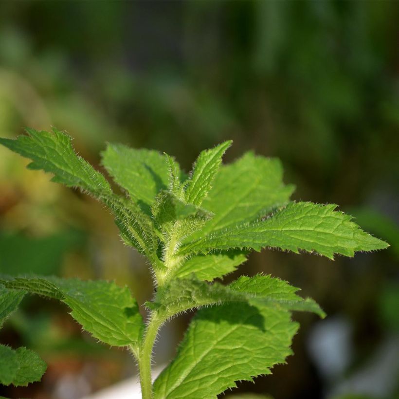 Campanula lactiflora Prichards variety (Foliage)