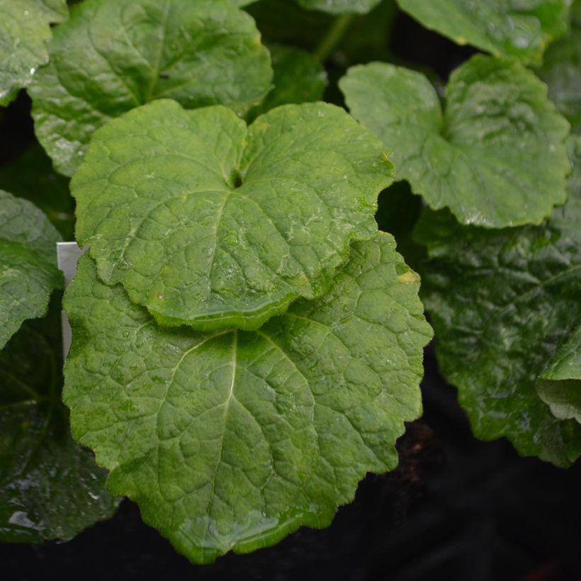 Campanula latifolia var. macrantha (Foliage)