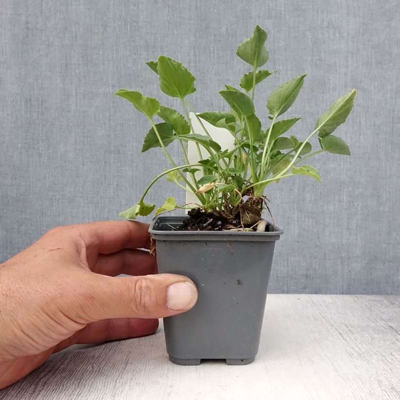 Campanula pyramidalis Alba 8/9 cm pot sample as delivered in summer