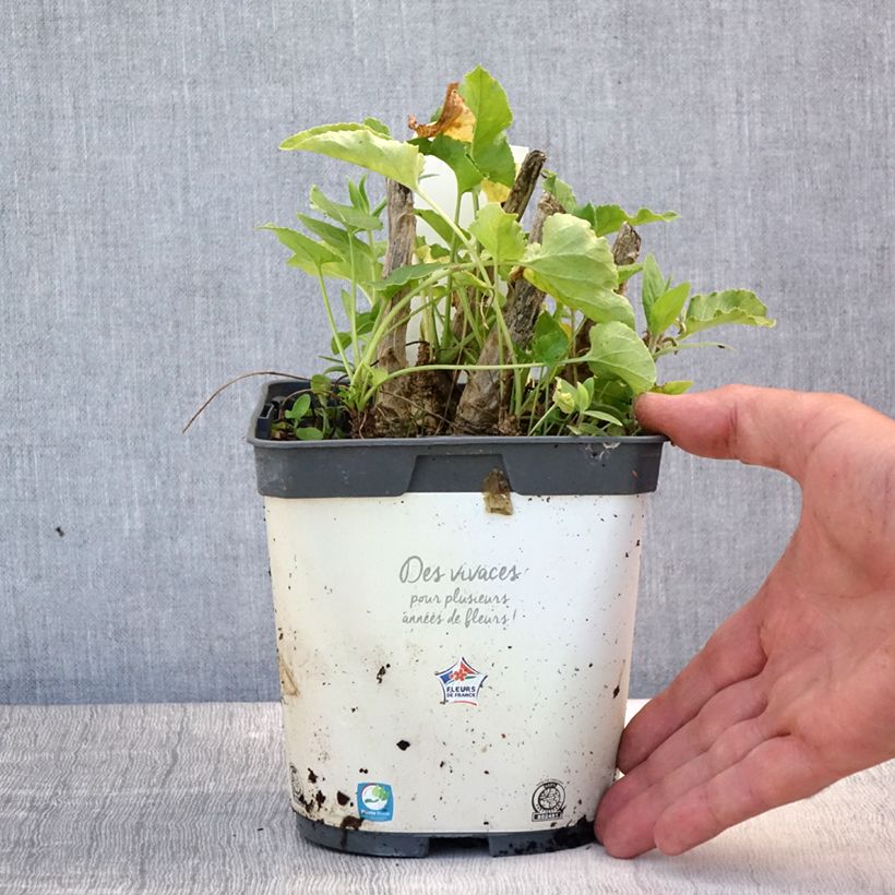 Campanula pyramidalis Alba 2L/3L pot sample as delivered in summer