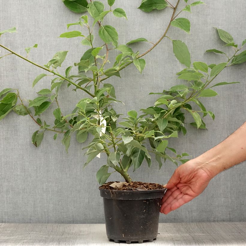 Cinnamomum camphora - Camphor tree 2L/3L pot sample as delivered in summer