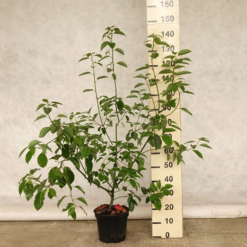 Cinnamomum camphora - Camphor tree 7.5L/10L pot sample as delivered in summer