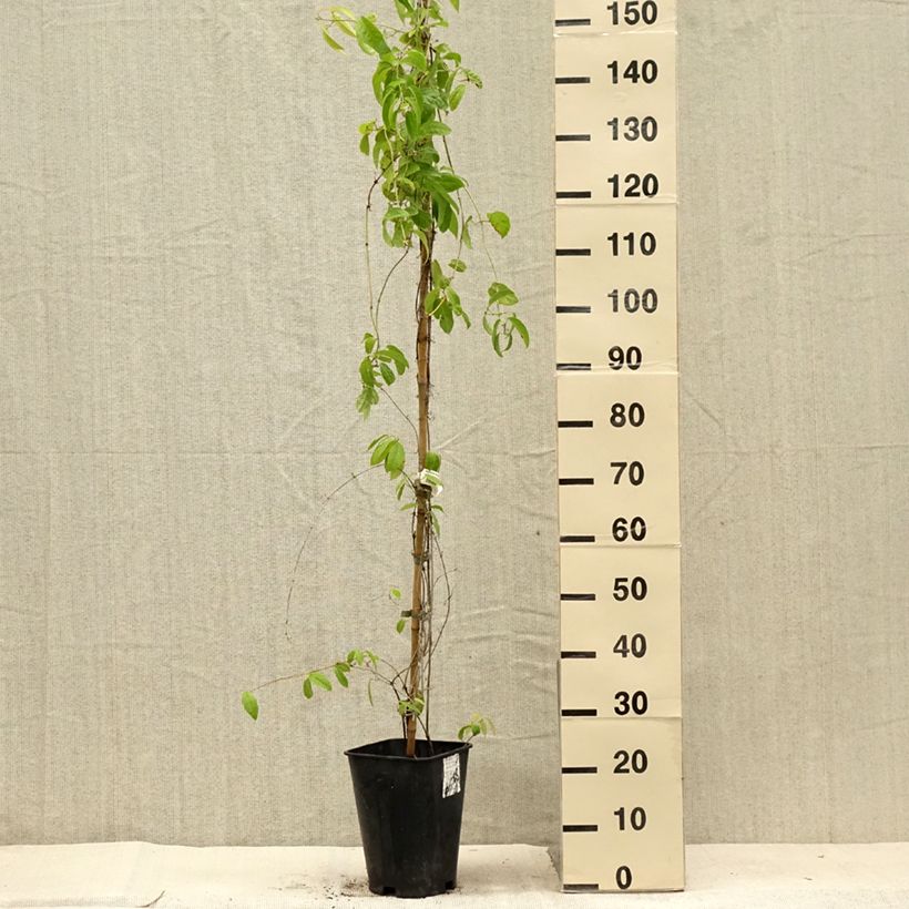 Campsis capreolata  6L/7L pot sample as delivered in summer