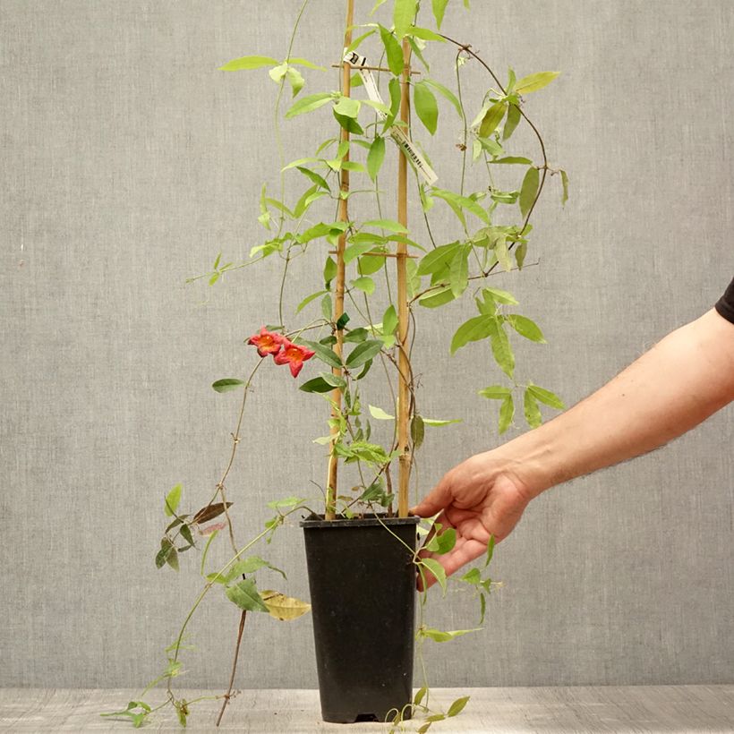 Campsis capreolata Tangerine Beauty 2L/3L pot sample as delivered in summer