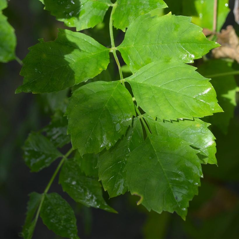 Campsis radicans Yellow Trumpet (Foliage)