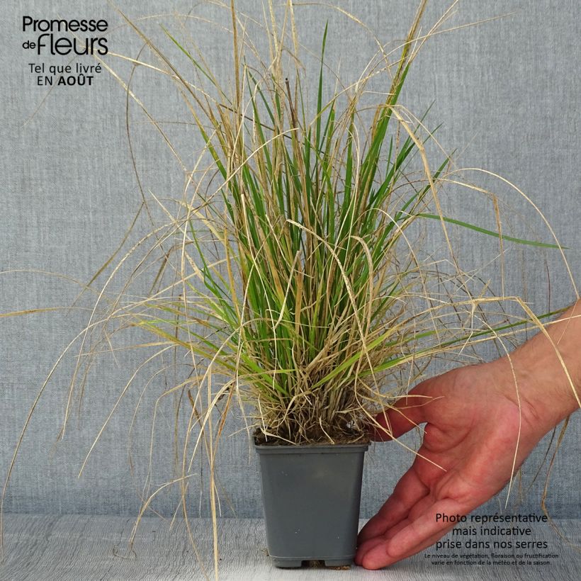 Deschampsia cespitosa Vivipara 8/9 cm pot sample as delivered in summer