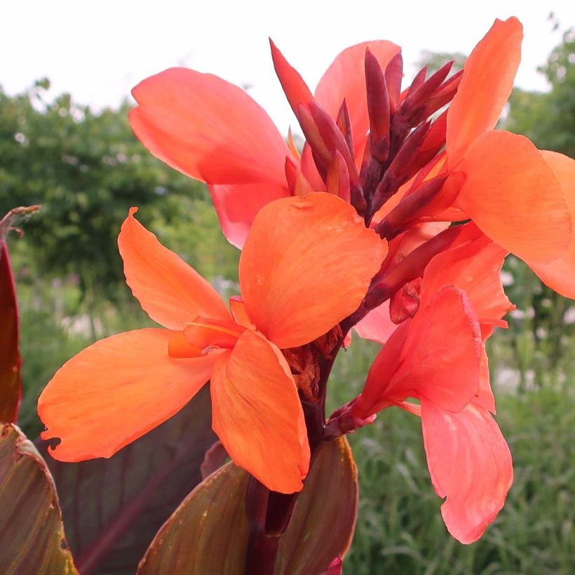 Canna indica Angelique - Indian shot (Flowering)