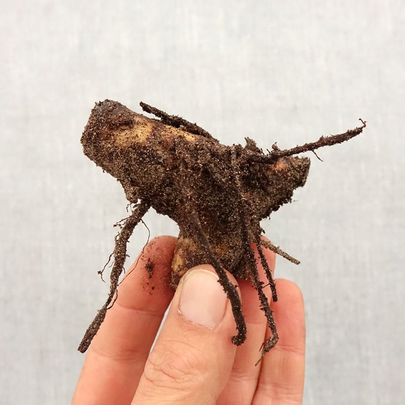 Canna indica Angelique - Indian shot Bulb size I sample as delivered in spring