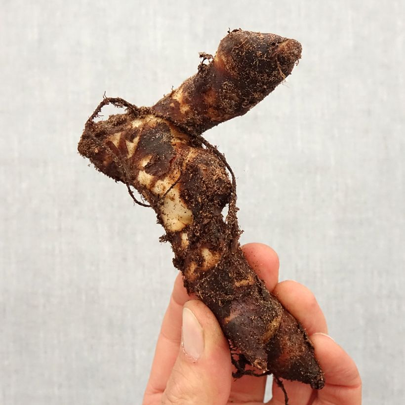 Canna Brilliant - Indian shot Bulb size I sample as delivered in spring