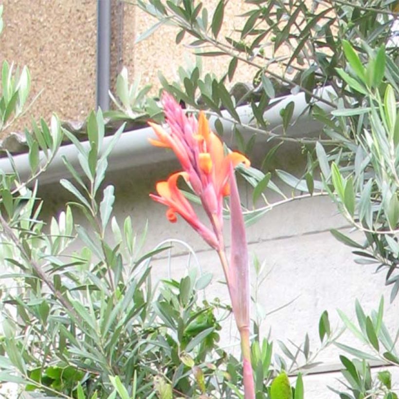 Canna indica Purpurea - Indian shot (Flowering)