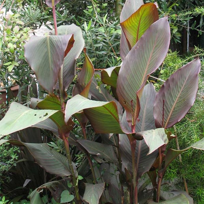 Canna indica Purpurea - Indian shot (Plant habit)
