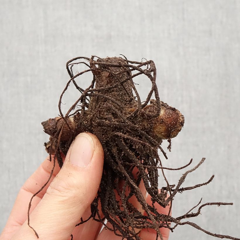 Canna indica Purpurea - Indian shot Bulb size I sample as delivered in spring
