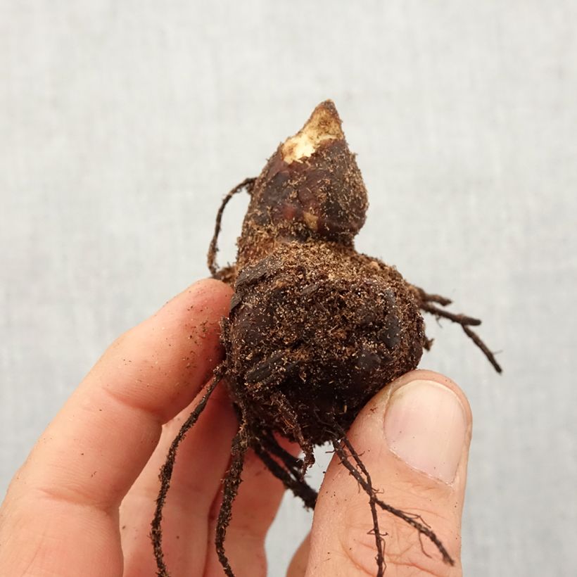Canna Lucifer - Indian shot Bulb size I sample as delivered in spring