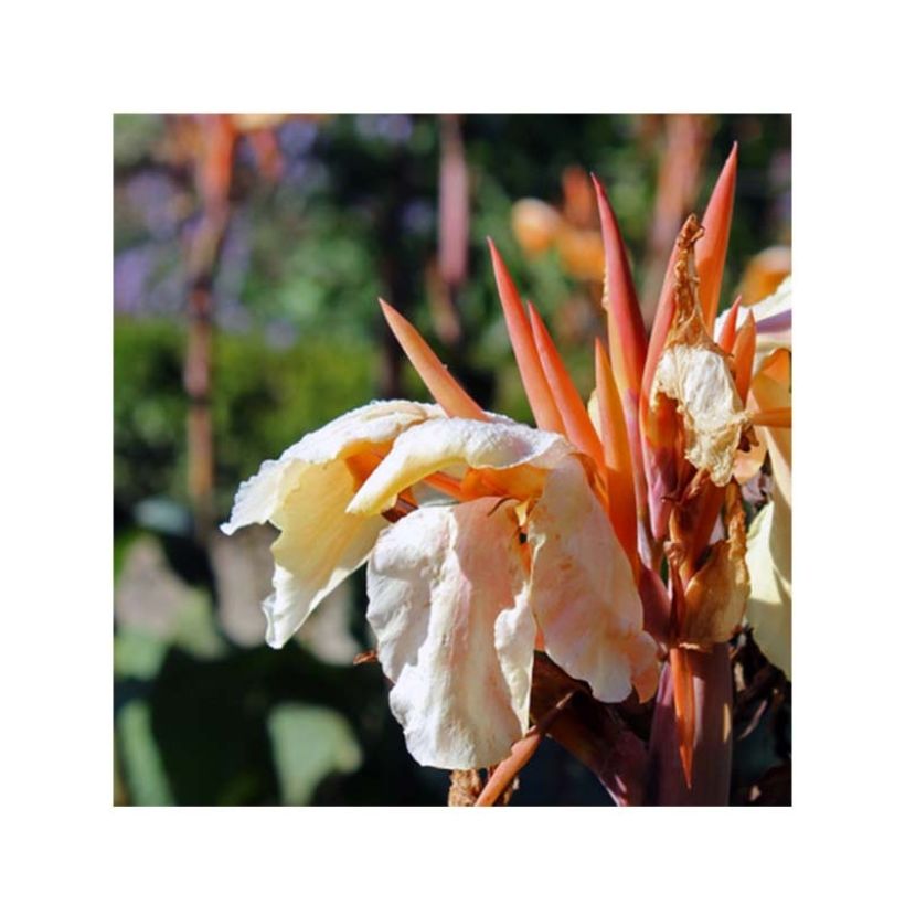 Canna Madame Angèle Martin - Indian shot (Flowering)