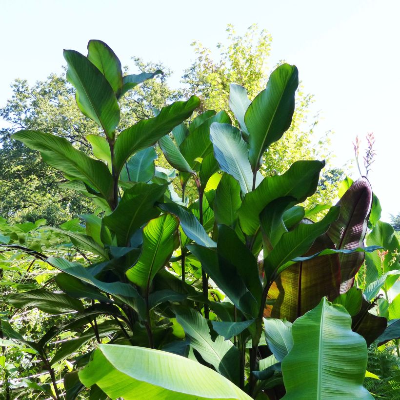 Canna Musifolia - Canna Lily (Plant habit)