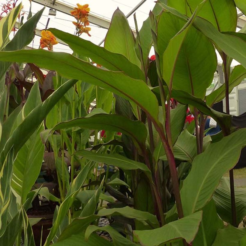 Canna Musifolia - Canna Lily (Foliage)