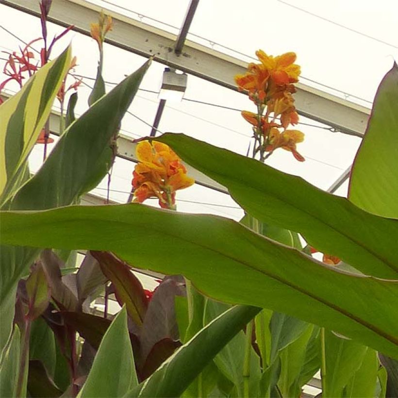 Canna Musifolia - Canna Lily (Flowering)