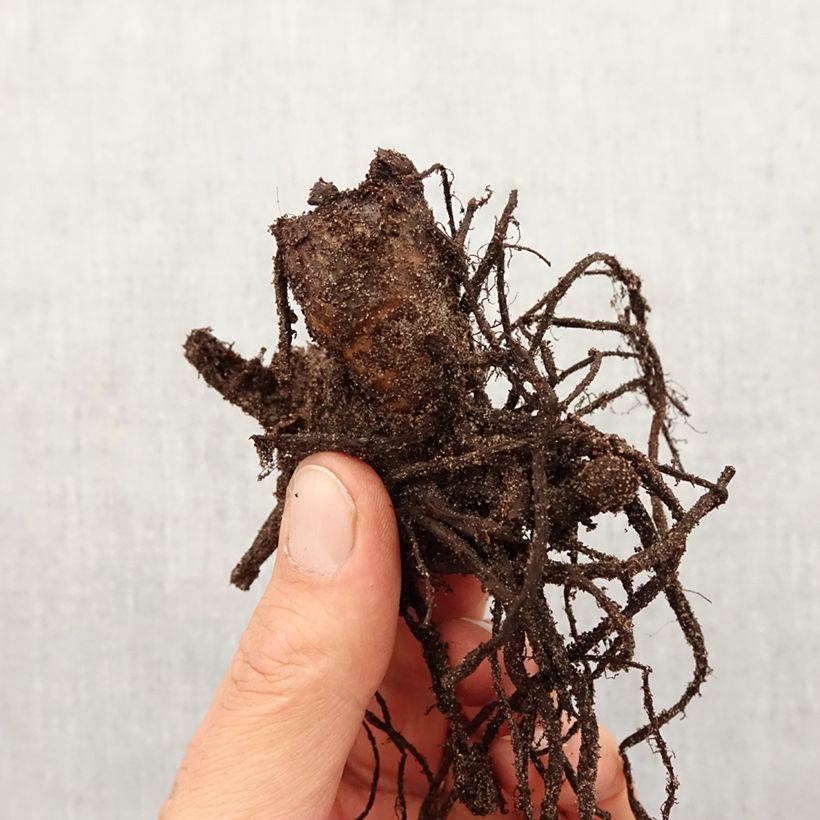 Canna Perkeo - Indian shot Bulb size I sample as delivered in spring