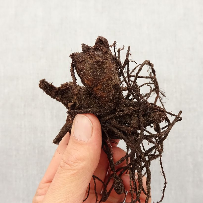 Canna Picasso - Indian shot Bulb size I sample as delivered in spring