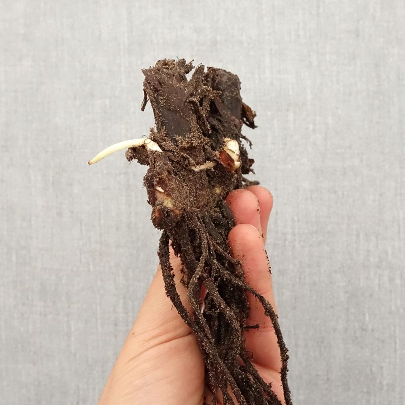 Canna Queen Charlotte - Indian shot Bulb size I sample as delivered in spring