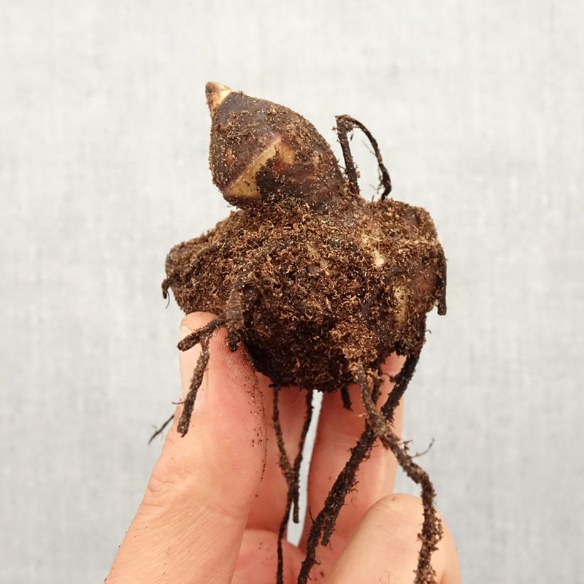 Canna Red Wine - Indian shot Bulb size I sample as delivered in spring