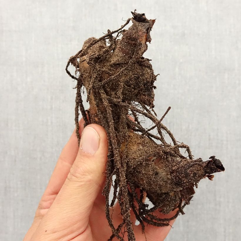 Canna Semaphore - Indian shot Bulb size I sample as delivered in spring