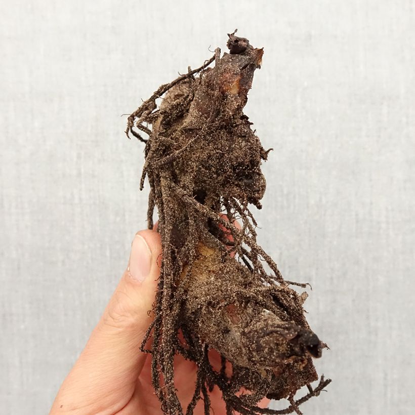 Canna Striata - Indian shot Bulb size I sample as delivered in spring