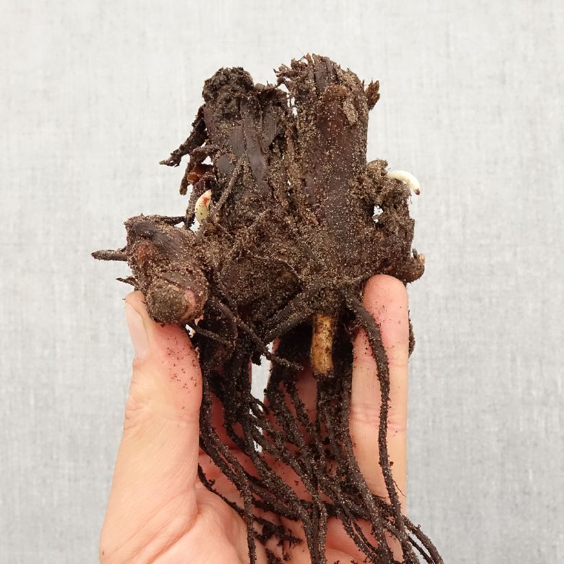 Canna Stuttgart - Indian shot Bulb size I sample as delivered in spring