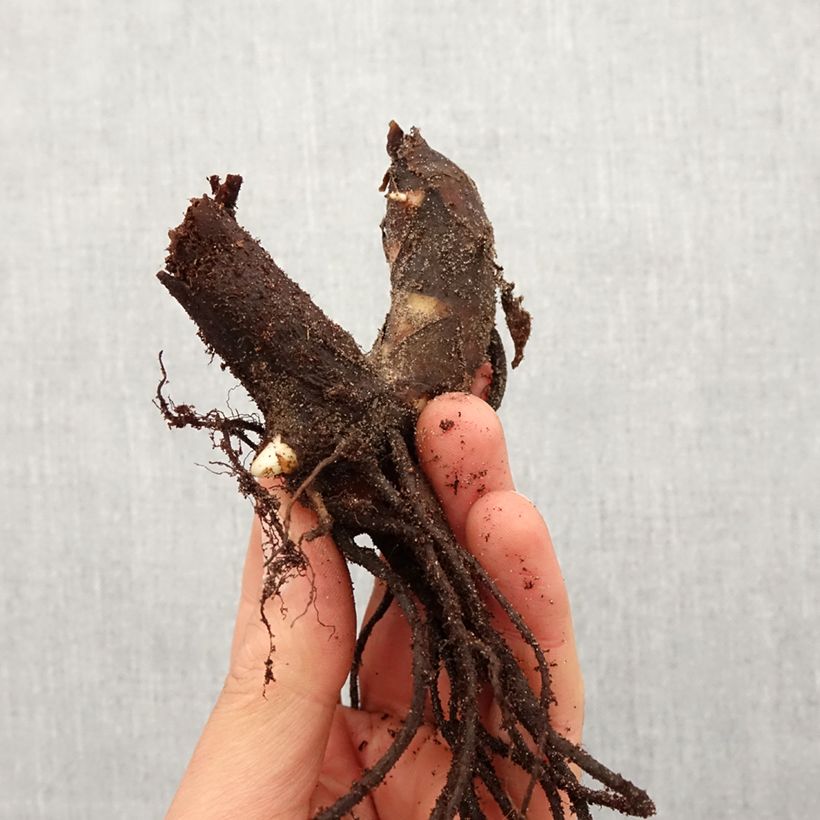 Canna Taroudant - Indian shot Bulb size I sample as delivered in spring
