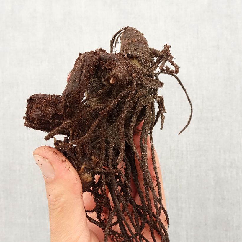 Canna Tarouking - Indian shot Bulb size I sample as delivered in spring