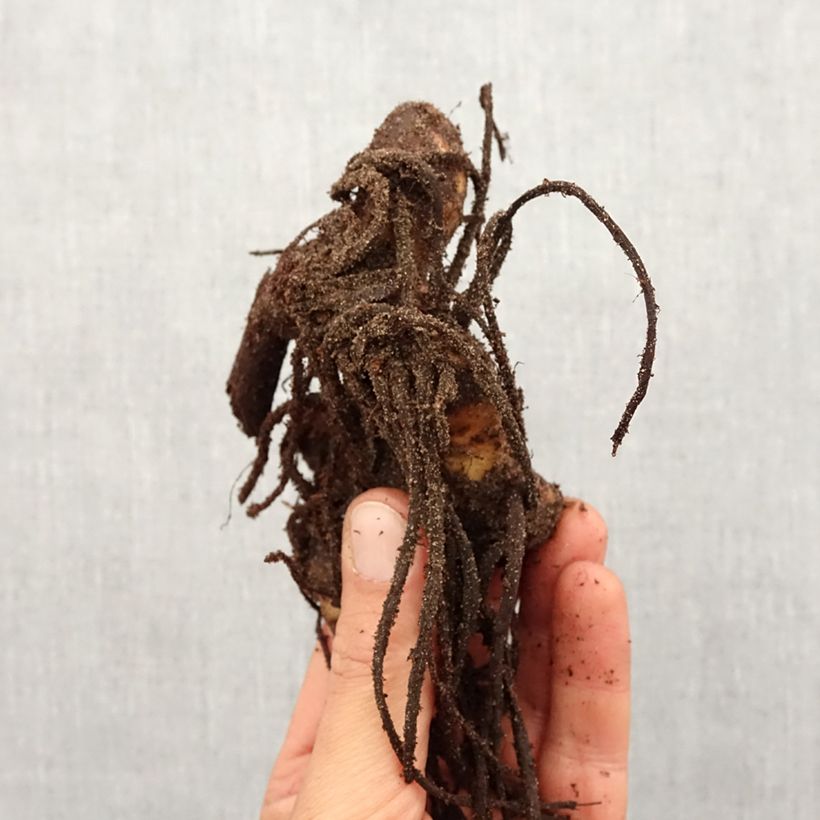 Canna Yellow Humbert - Indian shot Bulb size I sample as delivered in spring
