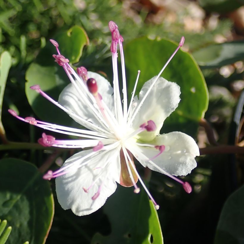 Capparis spinosa Inermis (Flowering)