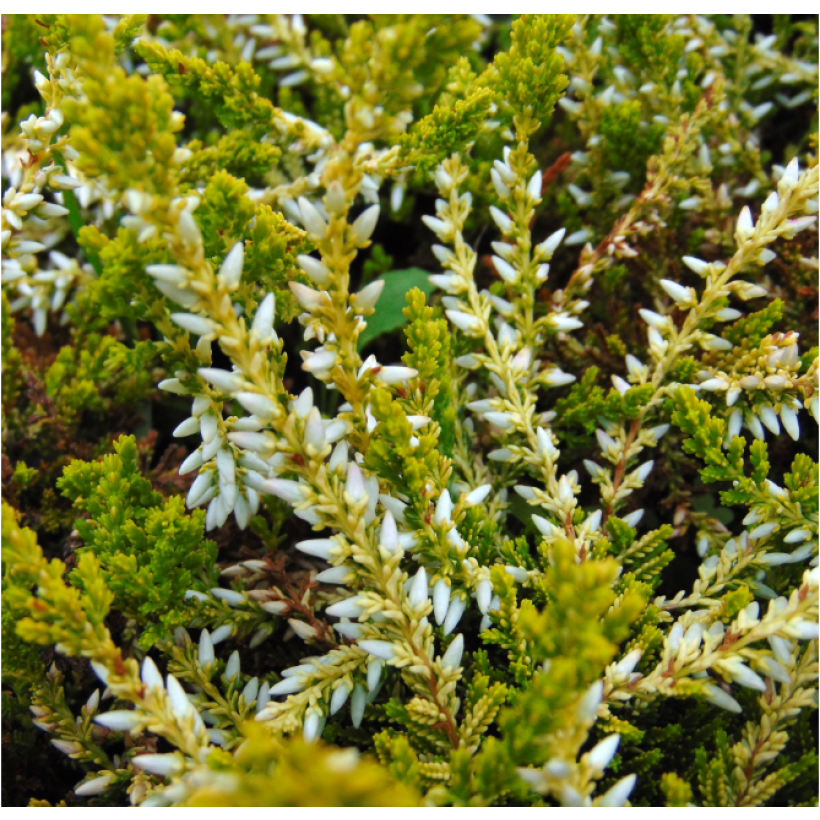 Calluna vulgaris Sandy - Heather (Foliage)