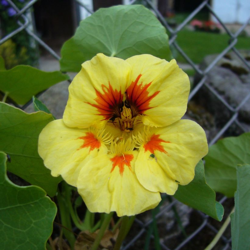 Tropaeolum majus 'Baby Orange' (Flowering)