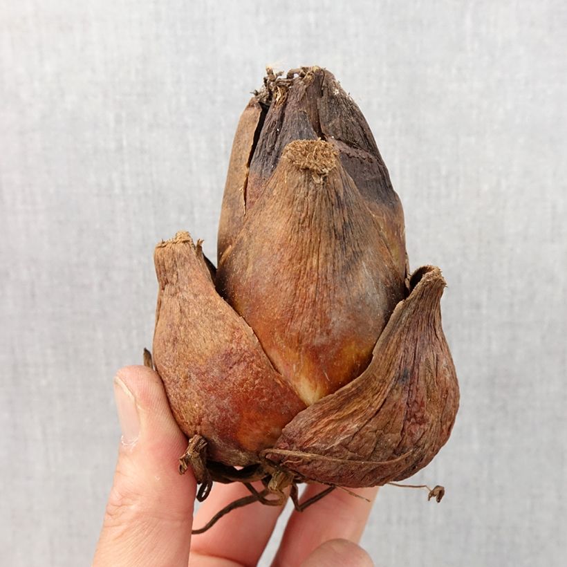 Cardiocrinum giganteum - Giant Himalayan lily Bulb size 24+ sample as delivered in spring