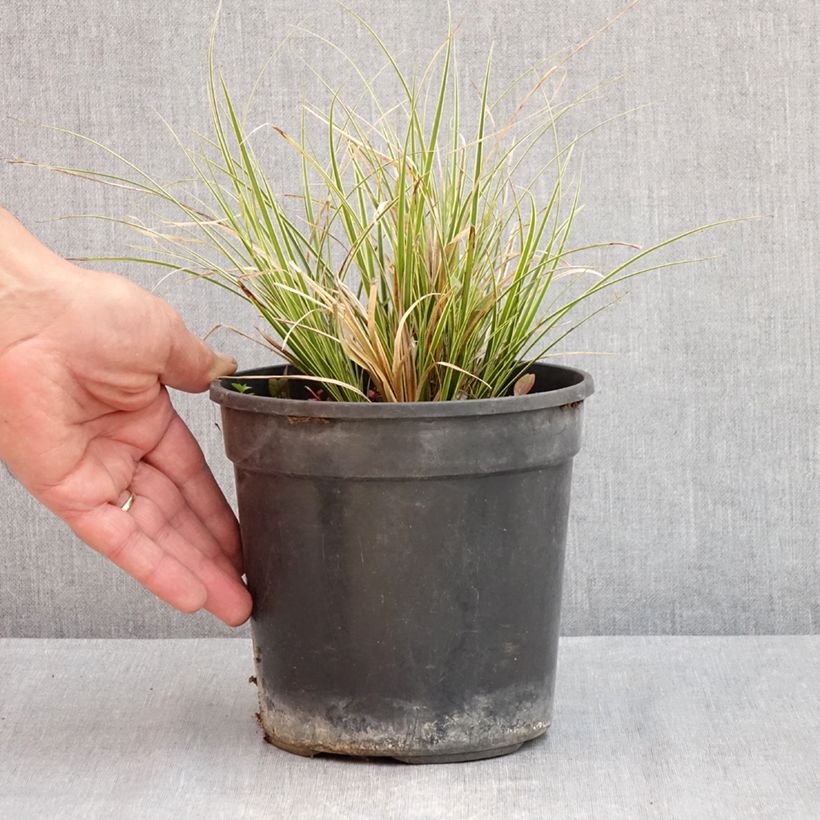 Carex brunnea Aureovariegata 2L/3L pot sample as delivered in spring