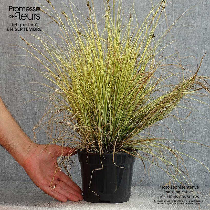 Carex brunnea Jenneke 2L/3L pot sample as delivered in summer