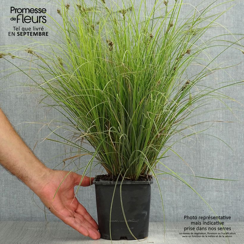 Carex brunnea Variegata 2L/3L pot sample as delivered in summer