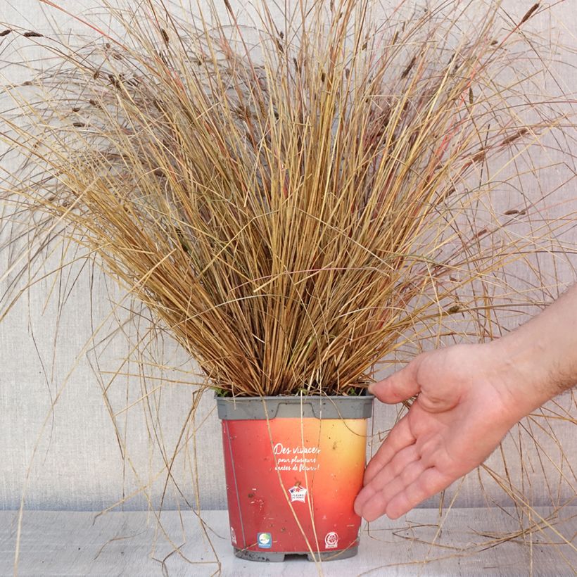 Carex buchananii 2L/3L pot sample as delivered in summer