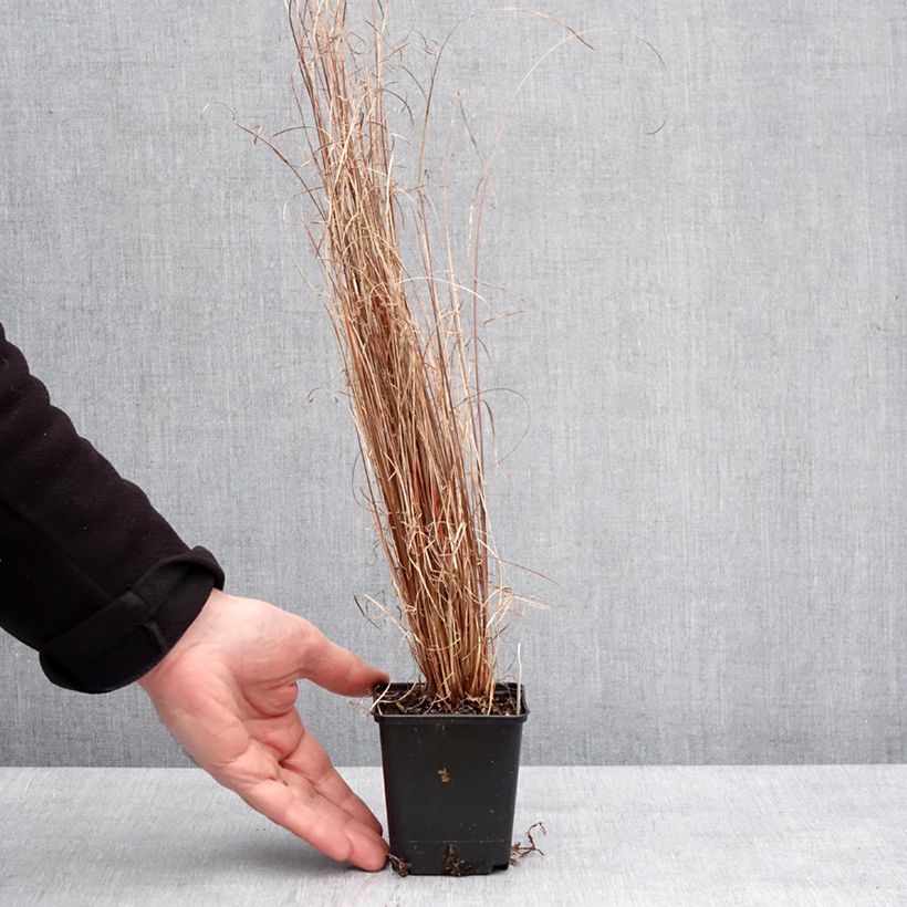Carex buchananii Red Rooster 8/9 cm pot sample as delivered in winter