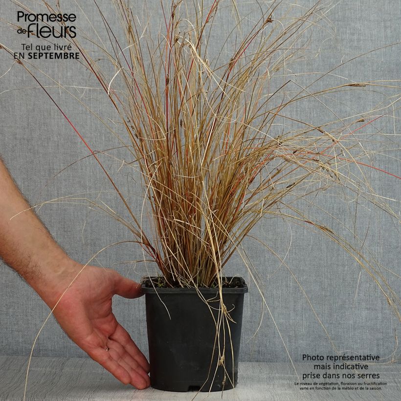 Carex buchananii Red Rooster 2L/3L pot sample as delivered in summer
