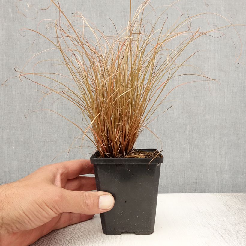 Carex comans Bronco 8/9 cm pot sample as delivered in summer
