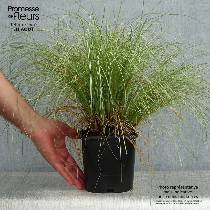 Carex comans Frosted Curls 2L/3L pot sample as delivered in summer